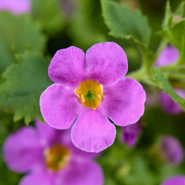 Bacopa Scopia® 'Gulliver Pink' –sadzonka